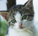 La panleucopenia felina: una malattia antica, ma ancora attuale